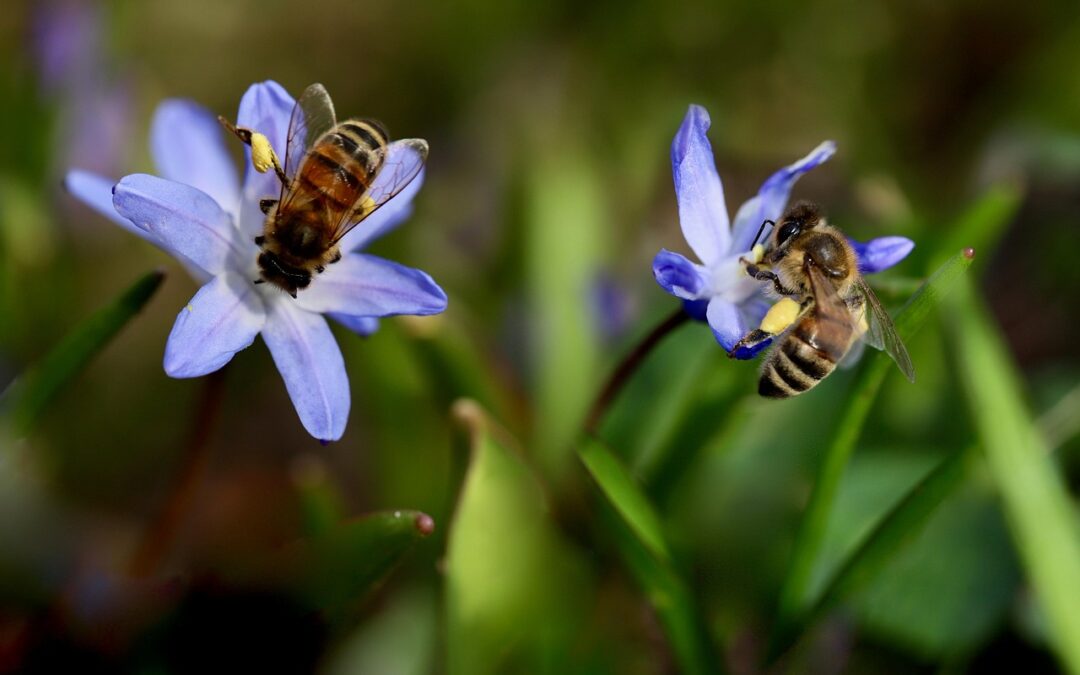 Miel y biodiversidad: cómo las abejas ayudan a conservar especies y el equilibrio natural