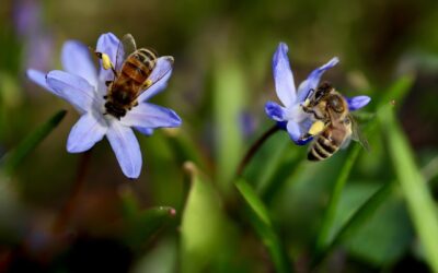 Miel y biodiversidad: cómo las abejas ayudan a conservar especies y el equilibrio natural