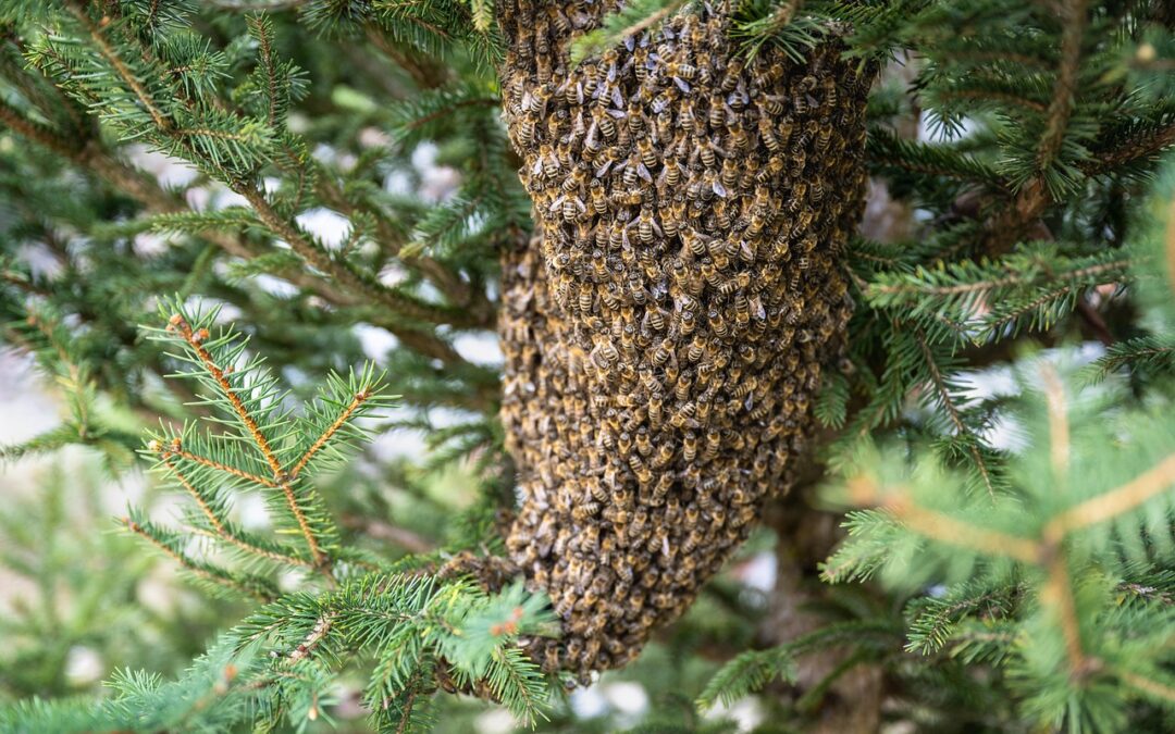 Curiosidades del comportamiento de las abejas: secretos sorprendentes de estos polinizadores